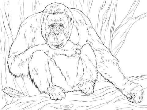 Realistic Bornean Orangutan Coloring Page